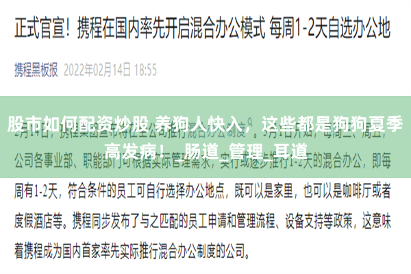 股市如何配资炒股 养狗人快入，这些都是狗狗夏季高发病！_肠道_管理_耳道